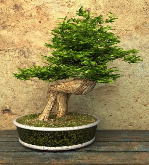 Come Fare Muschio Bonsai 1 Guida passo passo su come fare muschio bonsai per una crescita sana e robusta