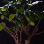 Come Curare Un Bonsai Zelkova Suggerimento: Scopri come curare un bonsai zelkova con i giusti accorgimenti e cure specifiche