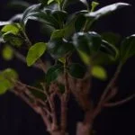 Suggerimento: Scopri come curare un bonsai zelkova con i giusti accorgimenti e cure specifiche