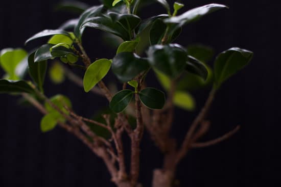 Suggerimento: Scopri come curare un bonsai zelkova con i giusti accorgimenti e cure specifiche