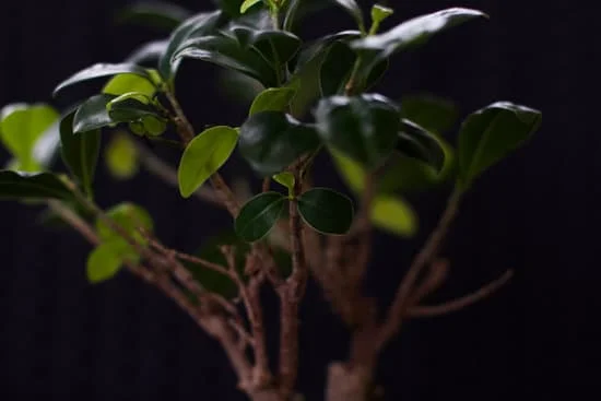 Suggerimento: Scopri come curare un bonsai zelkova con i giusti accorgimenti e cure specifiche