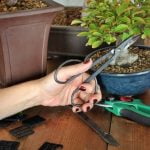 Come Fertilizzare Un Bonsai Scopri come fertilizzare un bonsai per mantenerlo sano e vigoroso.