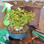 Quando Potare Ginepro Bonsai Scopri quando potare il tuo ginepro bonsai per mantenerlo sano e bello