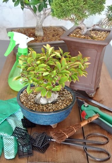 Quando Potare Ginepro Bonsai 13 Scopri quando potare il tuo ginepro bonsai per mantenerlo sano e bello