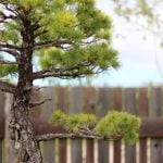 Dove Tenere I Bonsai d'Inverno Consigli su dove tenere i bonsai d'inverno: ambiente luminoso e riparo dal freddo