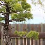 Dove Tenere I Bonsai d'Inverno Consigli su dove tenere i bonsai d'inverno: ambiente luminoso e riparo dal freddo
