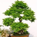 Scopri come si cura Bonsai Ginseng: potatura, concimazione e esposizione alla luce