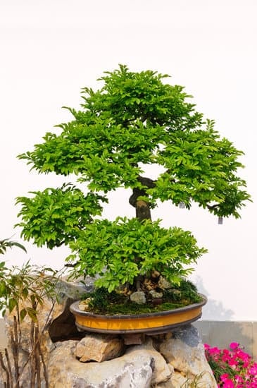Come Si Cura Bonsai Ginseng 1 Scopri come si cura Bonsai Ginseng: potatura, concimazione e esposizione alla luce
