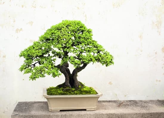 Come Fare Un Bonsai Di Susino 1 Guida dettagliata su come fare un bonsai di susino