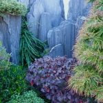 Come Coltivare Un Bonsai in Casa Guida completa su come coltivare un bonsai in casa