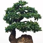 Come Deve Essere Vaso Per Bonsai Con O Senza Buchi Scegli un vaso per bonsai con o senza buchi adatto alle dimensioni e al tipo di pianta