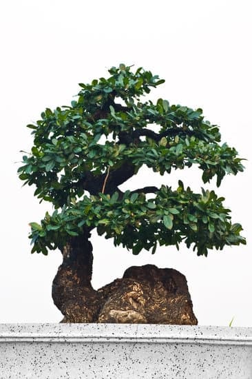 Scegli un vaso per bonsai con o senza buchi adatto alle dimensioni e al tipo di pianta