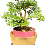 Scopri i segreti della potatura dell'olivo bonsai: quando e come farlo al meglio