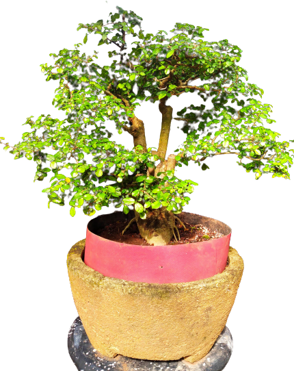 Scopri i segreti della potatura dell'olivo bonsai: quando e come farlo al meglio