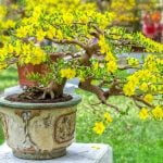 Dove Acquistare Muschio Per Bonsai Scopri qui dove acquistare muschio per bonsai di alta qualità
