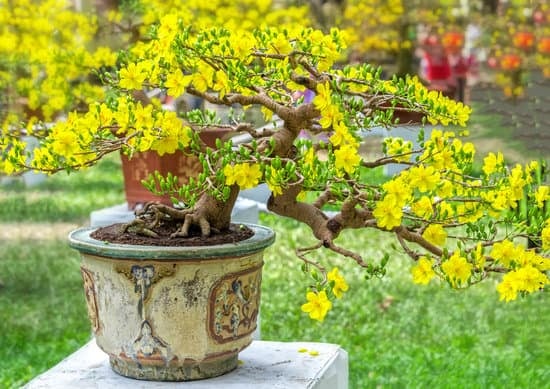 Dove Acquistare Muschio Per Bonsai 1 Scopri qui dove acquistare muschio per bonsai di alta qualità