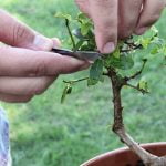 Quanto Tempo Deve Restare Legato Un Bonsai Assicurati che ogni suggerimento includa la parola chiave QUANTO TEMPO DEVE RESTARE LEGATO UN BONSAI