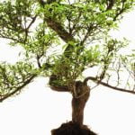Come Curare Le Piante Bonsai Nei Mesi Invernali Proteggi le piante bonsai durante l'inverno con coperture o serre per mantenere il clima ideale