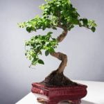 Cosa Fare Se Secca Un Ramo Al Bonsai Verifica la necessità di potatura secca di un ramo sul bonsai