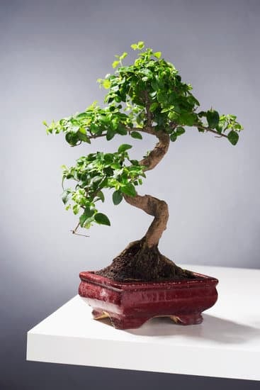 Cosa Fare Se Secca Un Ramo Al Bonsai 1 Verifica la necessità di potatura secca di un ramo sul bonsai
