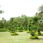 Come Creare Un Bonsai Di Faggio Segui passo dopo passo le istruzioni su come creare un bonsai di faggio