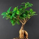 Come Curare I Bonsai in Vaso Guida pratica su come curare i bonsai in vaso: consigli, tecniche e cure specifiche