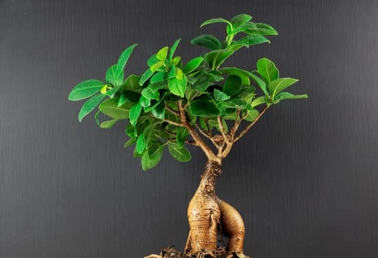 Come Curare I Bonsai in Vaso 1 Guida pratica su come curare i bonsai in vaso: consigli, tecniche e cure specifiche