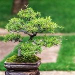 Come Creare Un Bonsai Con I Fiori Lilla Guida passo-passo su come creare un bonsai con i fiori lilla