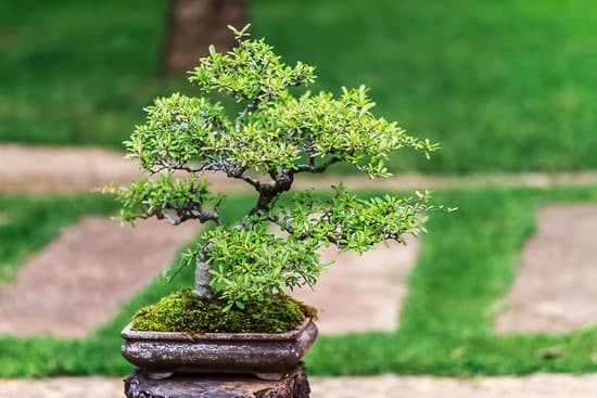 Come Creare Un Bonsai Con I Fiori Lilla 1 Guida passo-passo su come creare un bonsai con i fiori lilla