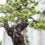 Come Rinvasare Un Bonsai Ficus Ginseng Guida passo-passo su come rinvasare un bonsai ficus ginseng