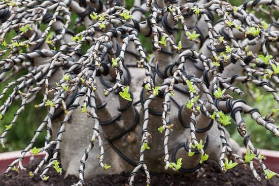 Come Curare Un Ginkgo Biloba Bonsai 17 Guida completa su come curare un bonsai di ginkgo biloba.