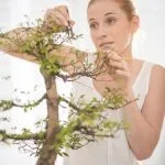 Scopri il significato della parola chiave BONSAI: l'arte giapponese di coltivare alberi in miniatura