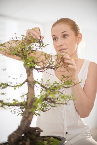 Qual E' Il Significato Della Parola Bonsai 1 Scopri il significato della parola chiave BONSAI: l'arte giapponese di coltivare alberi in miniatura