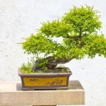 Scopri quanti aghi ha un bonsai di pino: la precisione conta