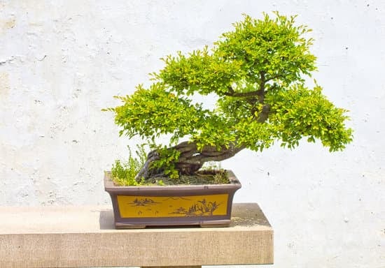 Quanti Aghi Ha Un Bonsai Di Pino 1 Scopri quanti aghi ha un bonsai di pino: la precisione conta