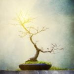 Come Curare Un Bonsai Carmona Microphylla Guida pratica su come curare un bonsai Carmona microphyla: consigli utili e passo dopo passo