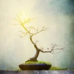 Guida pratica su come curare un bonsai Carmona microphyla: consigli utili e passo dopo passo