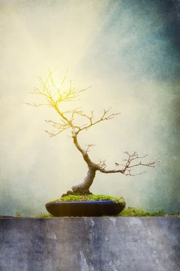 Guida pratica su come curare un bonsai Carmona microphyla: consigli utili e passo dopo passo