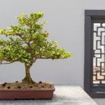 Quando Si Potano Bonsai Quando si potano bonsai: consigli per la potatura corretta e il momento ideale