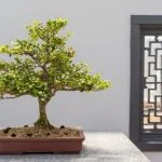 Quando si potano bonsai: consigli per la potatura corretta e il momento ideale
