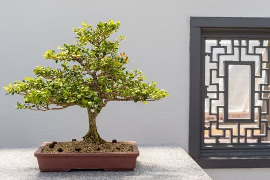 Quando Si Potano Bonsai 1 Quando si potano bonsai: consigli per la potatura corretta e il momento ideale