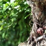 Come Realizzare Un Bonsai Su Roccia Guida dettagliata su come realizzare un bonsai su roccia, passo dopo passo per principianti