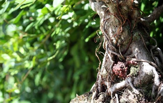 Guida dettagliata su come realizzare un bonsai su roccia, passo dopo passo per principianti