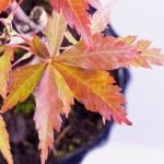 Quante Volte Dare l'Acqua Al Bonsai Quantifica l'irrigazione per il bonsai nel tempo