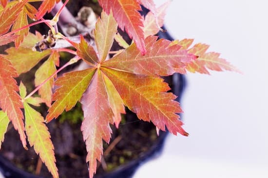 Quante Volte Dare l'Acqua Al Bonsai 1 Quantifica l'irrigazione per il bonsai nel tempo