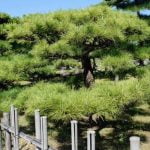 Come Curare Il Bonsai Pianta Del Pepe Scopri come curare il bonsai pianta del pepe con i nostri consigli esperti
