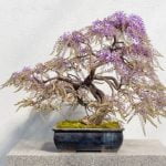 Guida passo-passo su come si taglia un bonsai: consigli utili per la cura delle piante