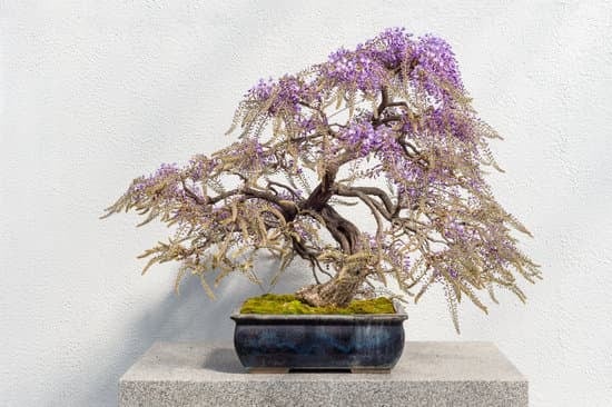 Guida passo-passo su come si taglia un bonsai: consigli utili per la cura delle piante