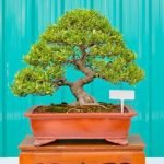 Scopri quando trapiantare bonsai ginseng per garantire la sua salute
