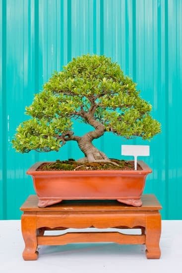 Quando Trapiantare Bonsai Ginseng 1 Scopri quando trapiantare bonsai ginseng per garantire la sua salute
